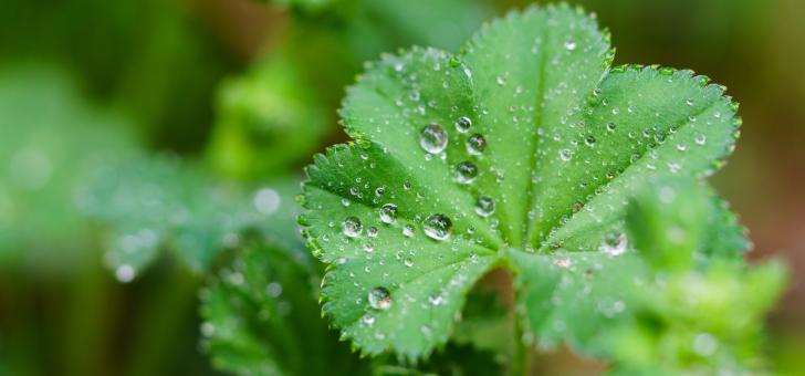 Free Stock Photo of Fresh Leaves