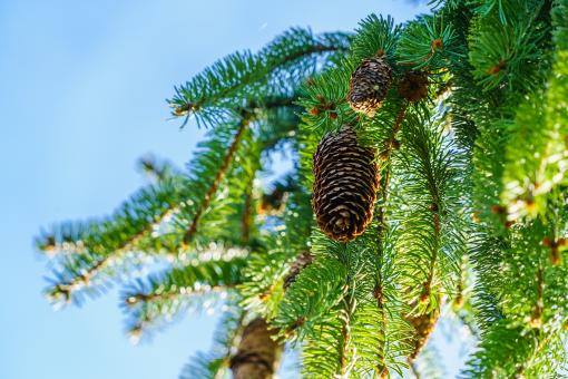 Free Stock Photo of Pine Cones