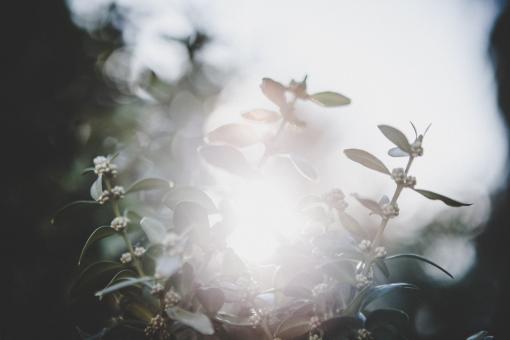 Free Stock Photo of Fresh Flowers