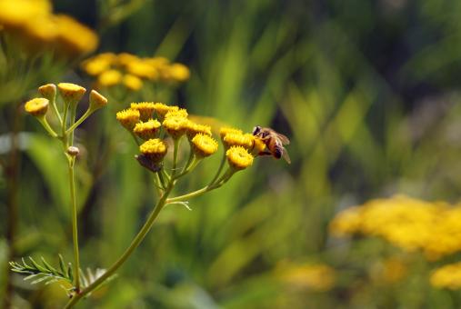 Free Stock Photo of Bee on the Flower