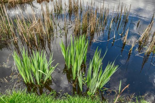 Free Stock Photo of Wild Reeds