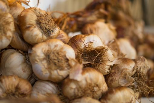Free Stock Photo of Bunch of Garlic