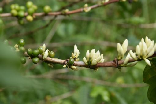 Free Stock Photo of Sprouts on a Tree Branch