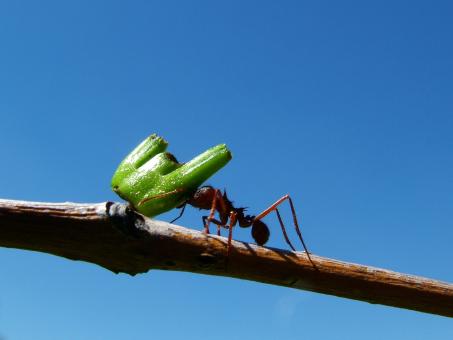 Free Stock Photo of Super Strong Ant