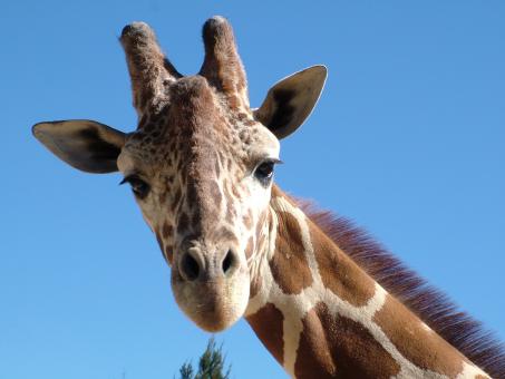 Free Stock Photo of Friendly Giraffe
