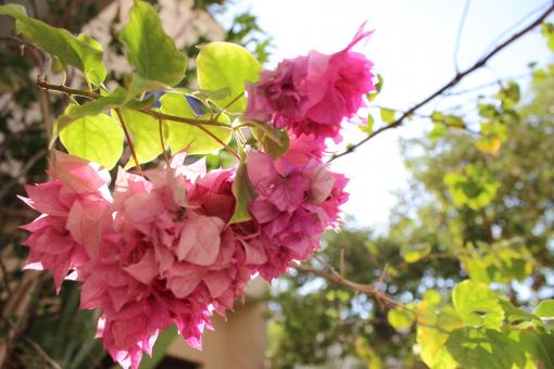 Free Stock Photo of Pink Flower