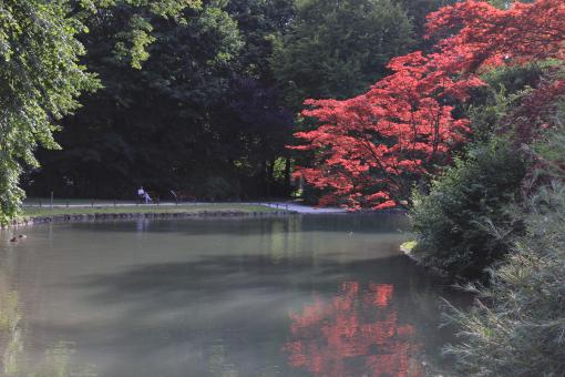 Free Stock Photo of Red tree