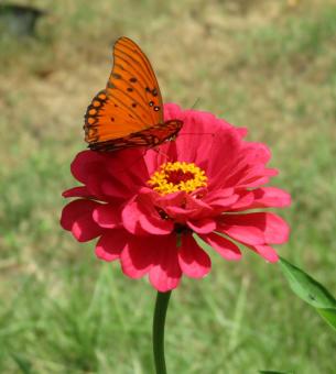 Free Stock Photo of Butterfly on Zinnia