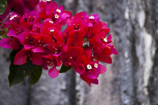 Free Stock Photo of Red Flowers in Bloom