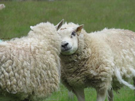 Free Stock Photo of Two Sheep on Field