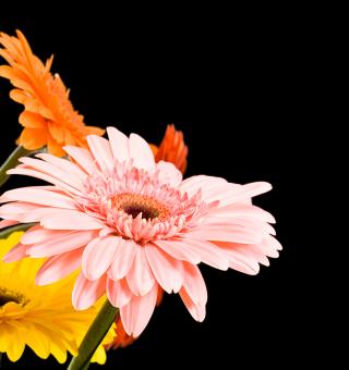 Free Stock Photo of Gerbera Flowers on Black.