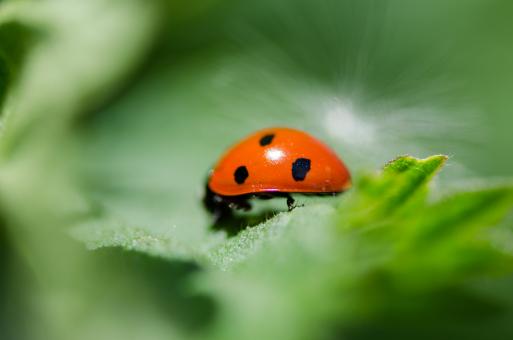 Free Stock Photo of Ladybug up close