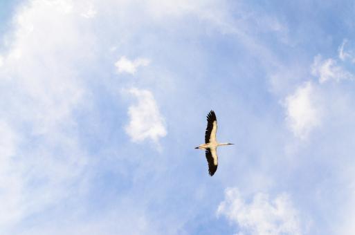Free Stock Photo of Flying Heron