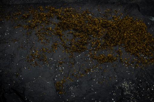 Free Stock Photo of Seaweed Texture