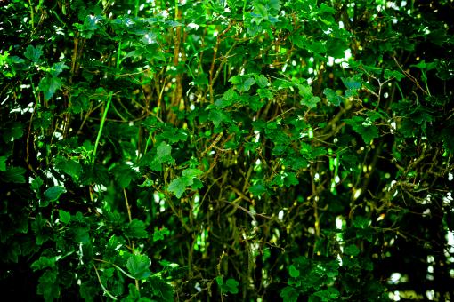 Free Stock Photo of Green Organic Bush Texture