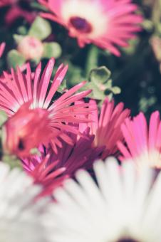 Free Stock Photo of Abstract Floral Background