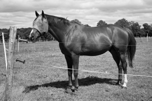 Free Stock Photo of Stallion - Black and White