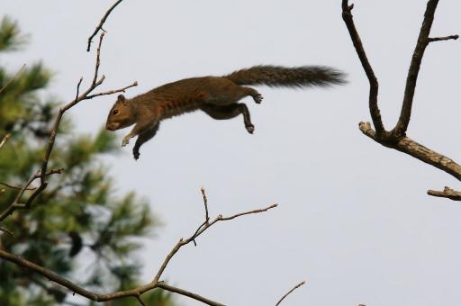 Free Stock Photo of Jumping Squirrel