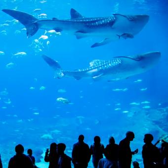 Free Stock Photo of Whale Sharks in Tank