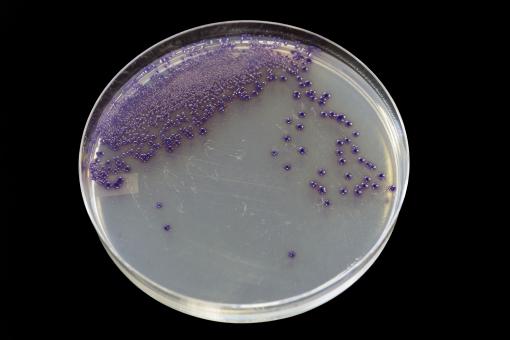 Free Stock Photo of Bacteria