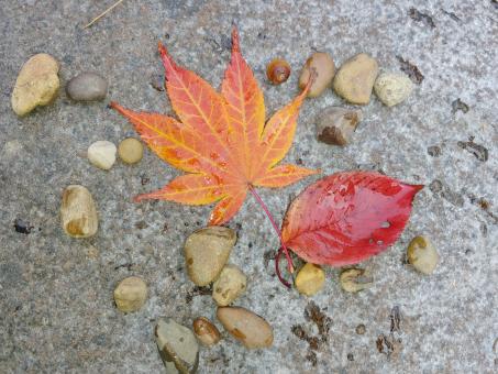 Free Stock Photo of Autumn Leaves and Gravel