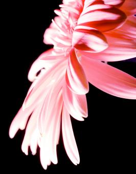 Free Stock Photo of Pink flower