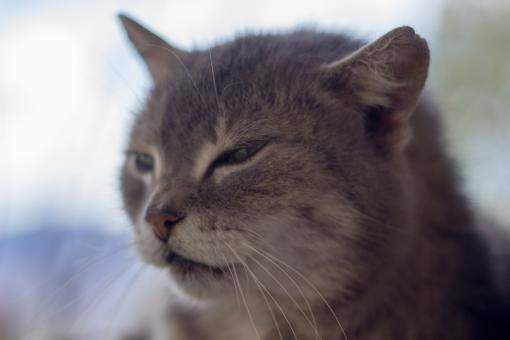 Free Stock Photo of Cat Closeup