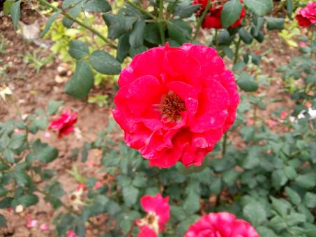 Free Stock Photo of Beautiful Flower