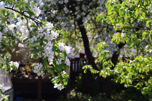 Free Stock Photo of Apple blossoms