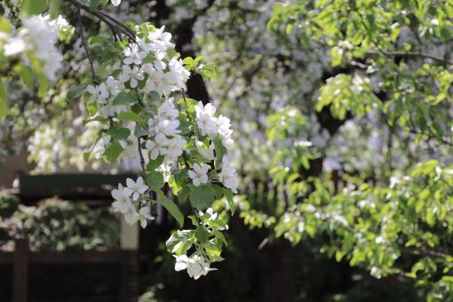 Free Stock Photo of White Apple Blossoms
