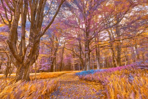 Free Stock Photo of Fern Fairy Tale Trail