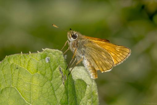 Free Stock Photo of Thymelicus sylvestris - Small Skipper Butterfly