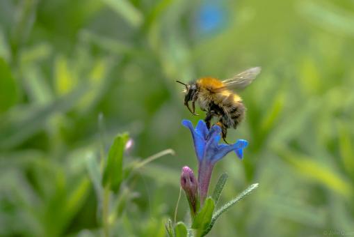 Free Stock Photo of Hairy-footed Flower Bee