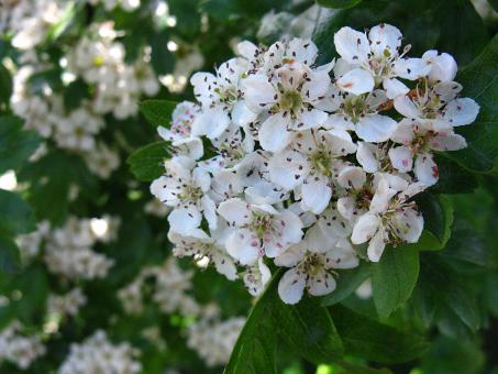 Free Stock Photo of Apple Blossom Cluster