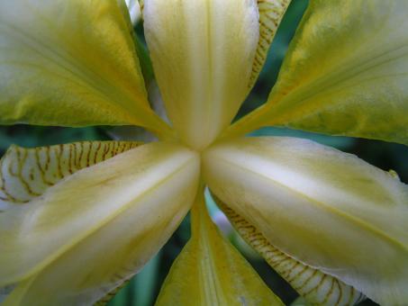 Free Stock Photo of Extreme Close-up of Yellow Iris Flower