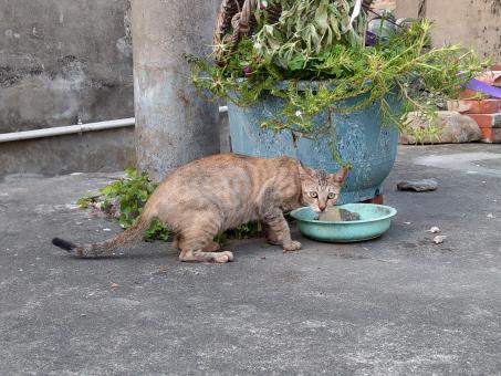 Free Stock Photo of Hungry Cat