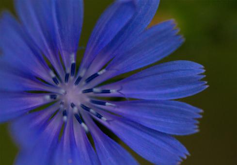 Free Stock Photo of Blue Flower Macro