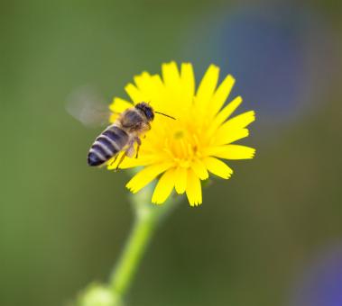 Free Stock Photo of Yellow Flower With Bee