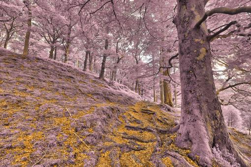 Free Stock Photo of Dolbadarn Moss Forest Trail - Gold Amethyst Fantasy