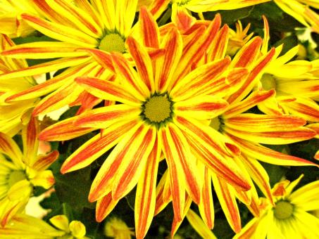 Free Stock Photo of Painted Chrysanthemum