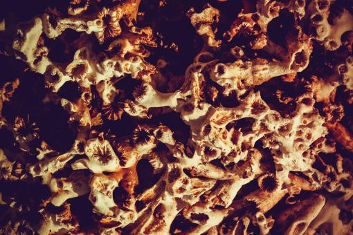 Free Stock Photo of Dead Coral Skeleton Background