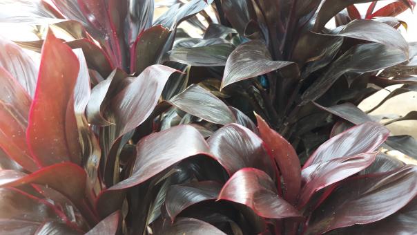 Free Stock Photo of Unique Plant Leaves