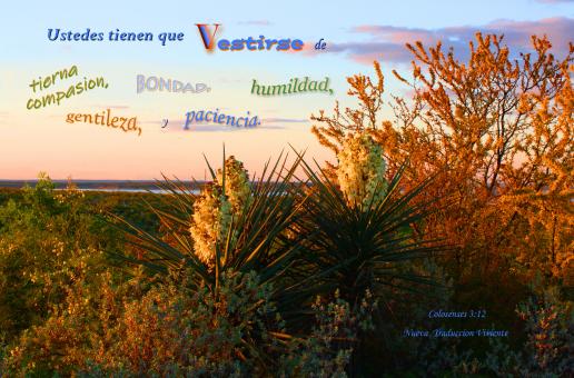 Free Stock Photo of Vestirse de Bondad