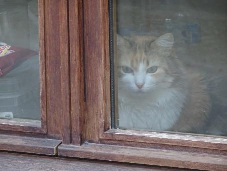 Free Stock Photo of Out I'd catch the mouse... and a cold! Let's be reasonable...