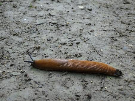 Free Stock Photo of French don't eat slugs... They merely crush us with their cars