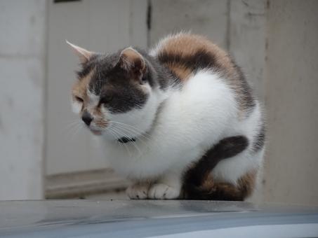 Free Stock Photo of If I don't refrain myself from peeing on his car... He'll kill me!