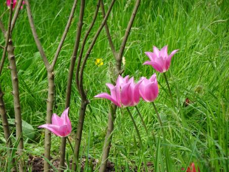Free Stock Photo of Springtime pink tulips