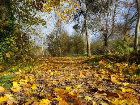 Free Stock Photo of Walking on a golden pathway