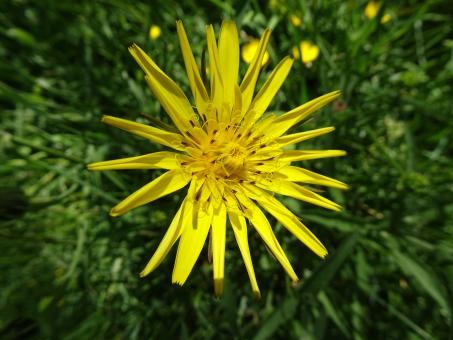 Free Stock Photo of Dandelion shining flower
