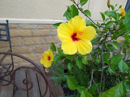 Free Stock Photo of Yellow hibiscus
